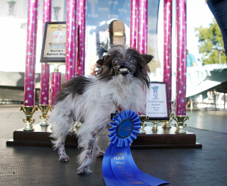Illustration for article titled Rescue Mutt Named Peanut Crowned 'World's Ugliest Dog'